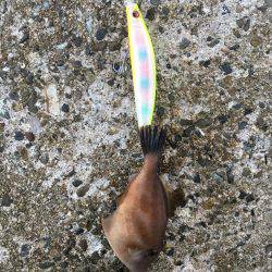 ハマチがぶりぶり でもピキイチ…