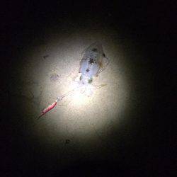 夕まずめエギング