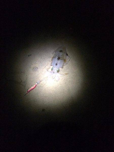 夕まずめエギング