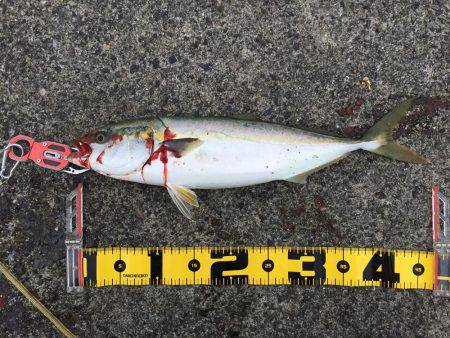 秋のハイシーズン！