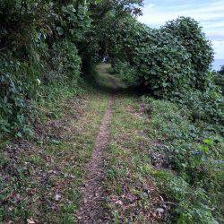 エギングでアオリイカ