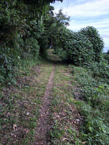 エギングでアオリイカ