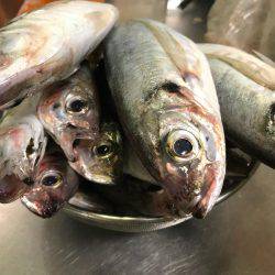 アジング、爆った!