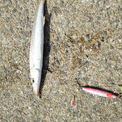 2017年10月9日釣行in鷹島