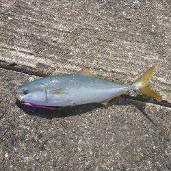 岸和田一文字 タチウオ・青物リベンジ