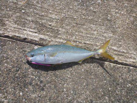 岸和田一文字 タチウオ・青物リベンジ