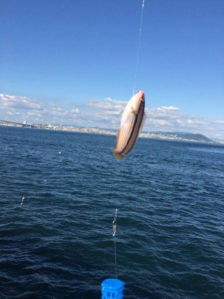 淡路島のアジ