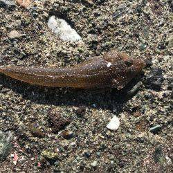 良型シロギスが消えた。。。