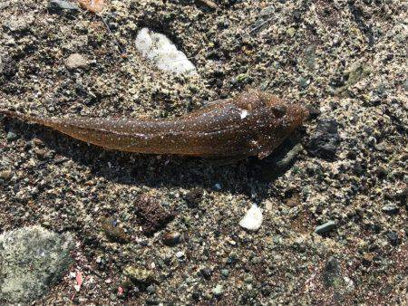 良型シロギスが消えた。。。