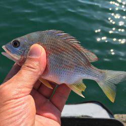 水温下がり過ぎ