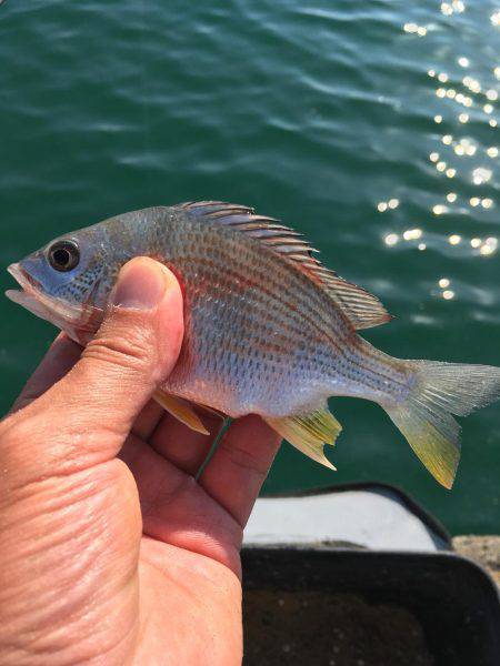 水温下がり過ぎ