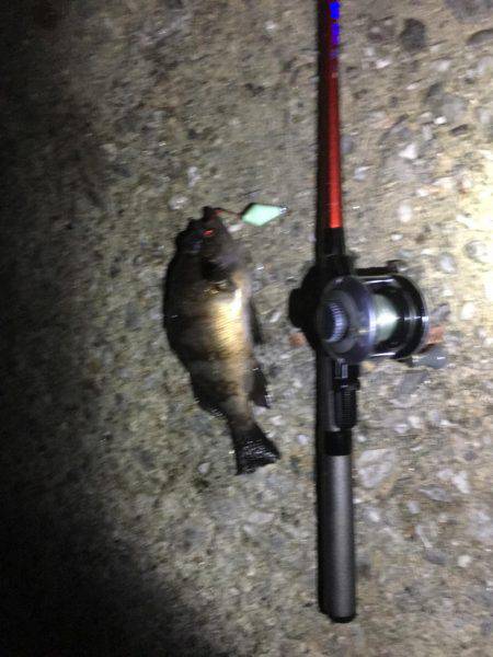 楽しい太刀魚釣り