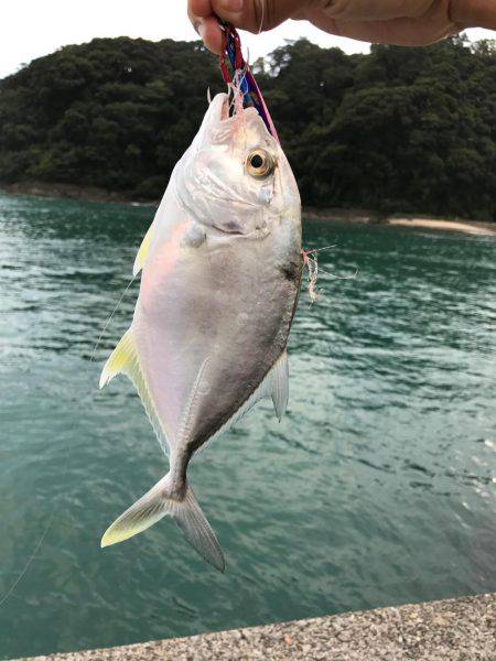 イカの聖地！？