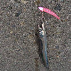 初ハマチを求めて