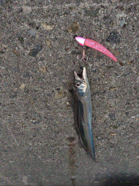 初ハマチを求めて