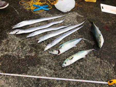 岸和田一文字初挑戦