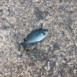 ファミリーフィッシング