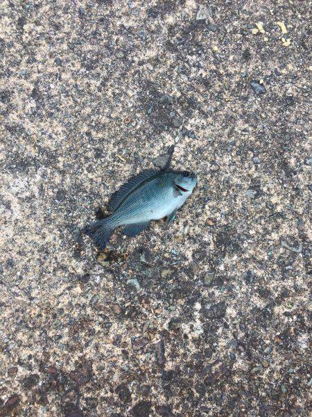 ファミリーフィッシング