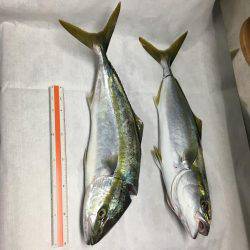 ハマチ◯ タチウオ✖️