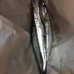 5目釣り@日本海