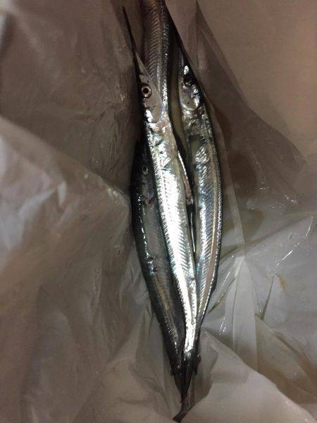 5目釣り@日本海