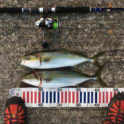 ボイルからのハマチ！