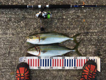 ボイルからのハマチ！