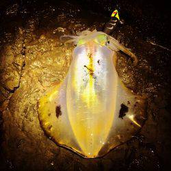 リベンジ果たせず…