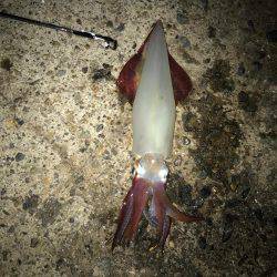 今年釣りデビュー