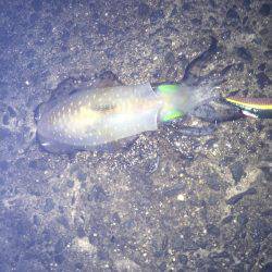 ややいいサイズ