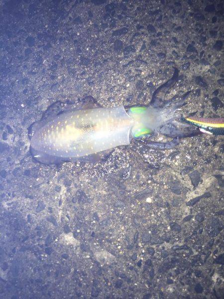 ややいいサイズ