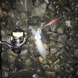 大里松原海岸 アオリイカ 2杯卍