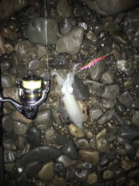 大里松原海岸 アオリイカ 2杯卍