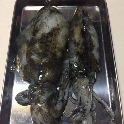 青物はどこだー