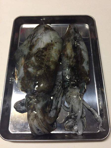 青物はどこだー