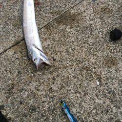 朝まづめショアジギング