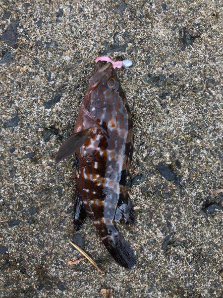 アーミーベイト マメリーチ 漁港ワーム。