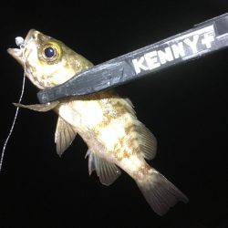 小アジ釣れています。