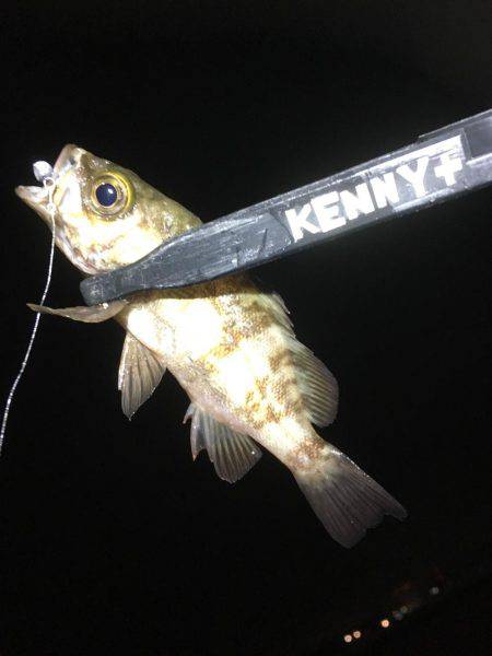 小アジ釣れています。