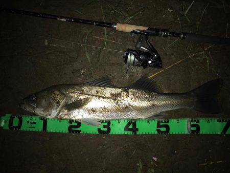 落ち鮎パターン