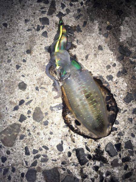 癒されに行ったはずが!