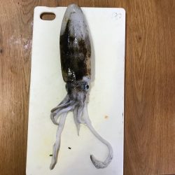 またまたエギング