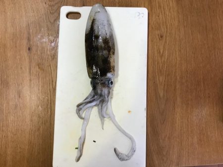 またまたエギング