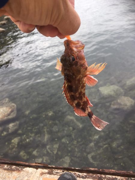 アジ狙いだったのに