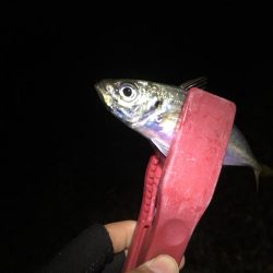 懐かしの場所でアジング