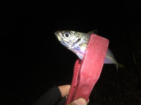 懐かしの場所でアジング