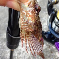 夕まずめアジング、ピンチ！