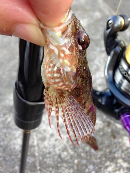 夕まずめアジング、ピンチ！