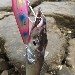 ドラゴン出ました！