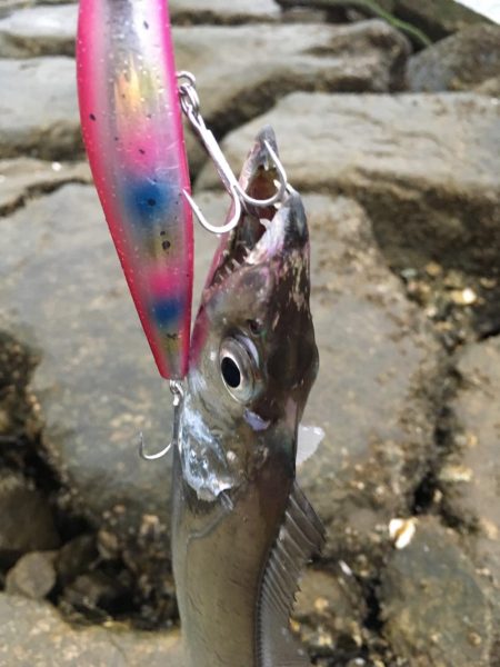 ドラゴン出ました！